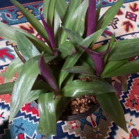 4شاخه گل زیپلین باکلی پاجوش