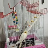 عروس هلندی ناز|پرنده|قدس, شهر‌قدس|دیوار