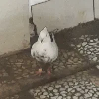 دوتا دم قهوه ای پرشتی جونه|پرنده|پلدختر, |دیوار