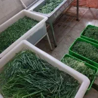 سبزی خورشت وسبزی کلم پلو وسبزی آش|خوردنی و آشامیدنی|شیراز, ریاستی|دیوار