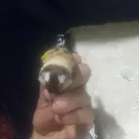 سهره رنگ روشن|پرنده|اصفهان, نقش جهان|دیوار