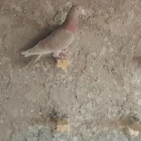 گمشده
