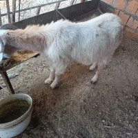 بز ماده ابستن