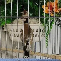 سهره جفت کار داده ، متولد قفس . مست و آماده