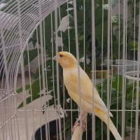 قناری قرص بخون نروماده با هم