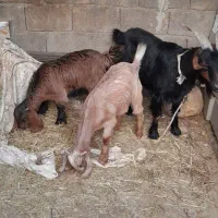 بز ک بیگ|حیوانات مزرعه|اندیکا, |دیوار