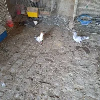 شیر سبز نر