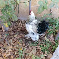 خروس دوسال برهما اصل