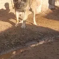 سگ نر دوسال سرابی ذات قدیم