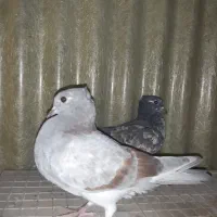 کبوترفروشی|پرنده|تهران, افسریه شمالی|دیوار