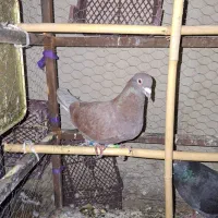 کبوتر|پرنده|دهدشت, |دیوار