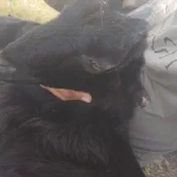 فروش کهره نر