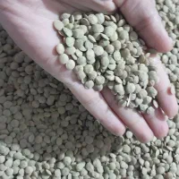 عدس بوجاری شده مغان(بیله سوار)