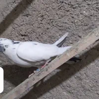 کفتر ماده|پرنده|شاهدشهر, |دیوار