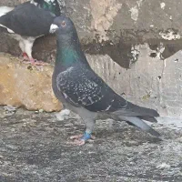 کفتر هوایی و جفتگاه|پرنده|خواف, |دیوار