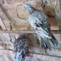 هفرنگ خطی طوقی سیاهپوش|پرنده|اقبالیه, |دیوار