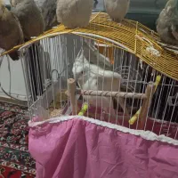 عروس هلندی|پرنده|تربت‌حیدریه, حاجی یار‎|دیوار