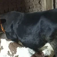 گاو سیمنتال اصل|حیوانات مزرعه|ویلکیج, |دیوار