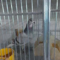 کبوتر و مرغ عشق