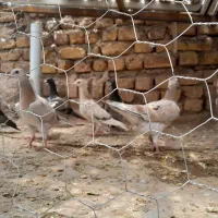 هفرنگ|پرنده|اقبالیه, |دیوار
