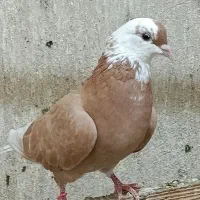 ۵عدد کبوتر پرشی