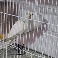 عروس هلندی فوق مولد 4جفت|پرنده|اهواز, پردیس|دیوار