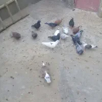 کفتر