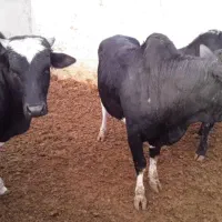 فروش تعداد .گوساله پروار .تلیسه .قطع شیر .گاو