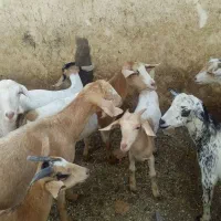 کهر|حیوانات مزرعه|کیش, |دیوار