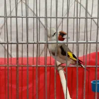 سهره جوجه قفس