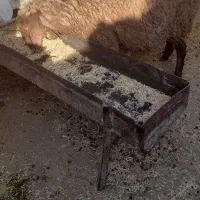 کاور ۲دندان|حیوانات مزرعه|سرایان, |دیوار