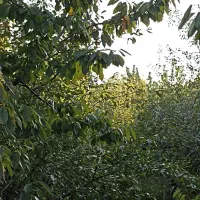فروش باغ 1204روستای قشلاق|فروش زمین و ملک کلنگی|فیرورق, |دیوار