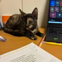 گربه کالیکو|گربه|بندر انزلی, پاسداران|دیوار