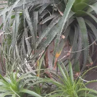 گل آگاوآناناسی