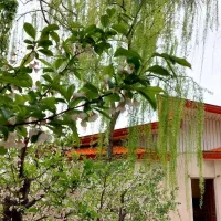 فروش ویلای 515متری دوخواب چهار باغ عرب آباد|فروش خانه و ویلا|چهارباغ, |دیوار