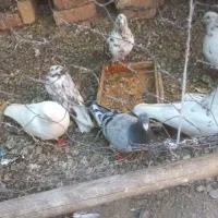 کفتر عالی|پرنده|بافت, |دیوار