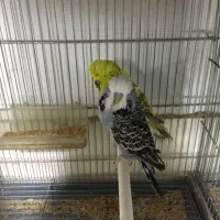 انگلیسی گرید a