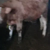 کاو سمتال 8مال