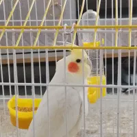 عروس هلندی نر