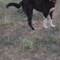 سگ گله افغان بشرط ۲ساله