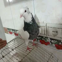 کبوتر طوقی و دمی|پرنده|یاسوج, |دیوار