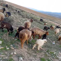 11راس میش بره دار بفروش میرسد