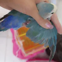 کوتوله برزیلی اماده تخم گذاری|پرنده|فولادشهر, B2|دیوار