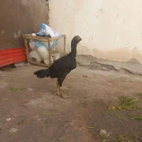 جوجه خروس ومرغ لاری|حیوانات مزرعه|اردبیل, |دیوار