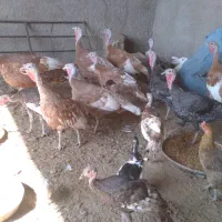 بوقلمون