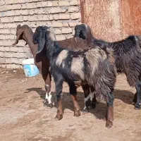 بزغاله ماده|حیوانات مزرعه|کاشمر, |دیوار