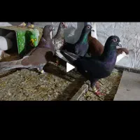 کفتر (کبوتر)|حیوانات|شیراز, ده پیاله|دیوار