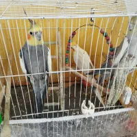 عروس هلندی نر وماده