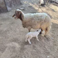 ۲۰میش لری آبستن