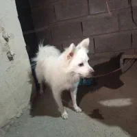 سگ پامر|سگ|رودان, |دیوار
